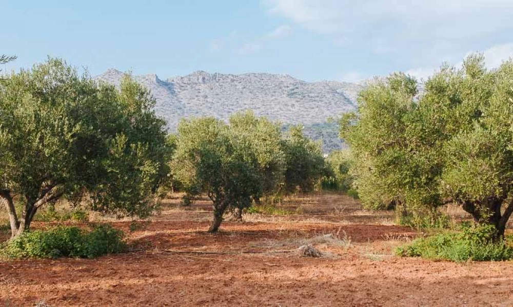 Ηλεία: Την ώρα που μάζευαν ελιές, τους έκλεβαν!